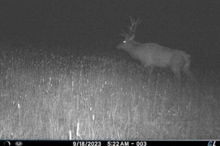 6-day/5-nights Archery Deer/Elk Hunt