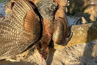 Osceola Turkey Hunting Adventure
