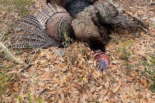 Hybrid Turkey Hunt