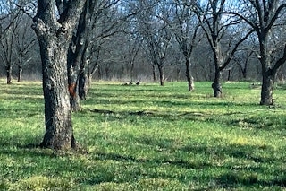 Rio Grande Turkey Hunt