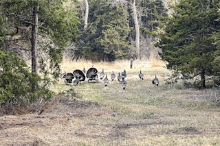Spring Turkey Hunt