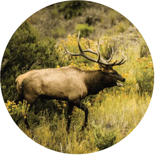 View Elk packages