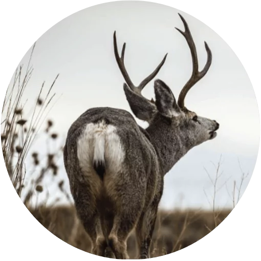 View Mule Deer packages