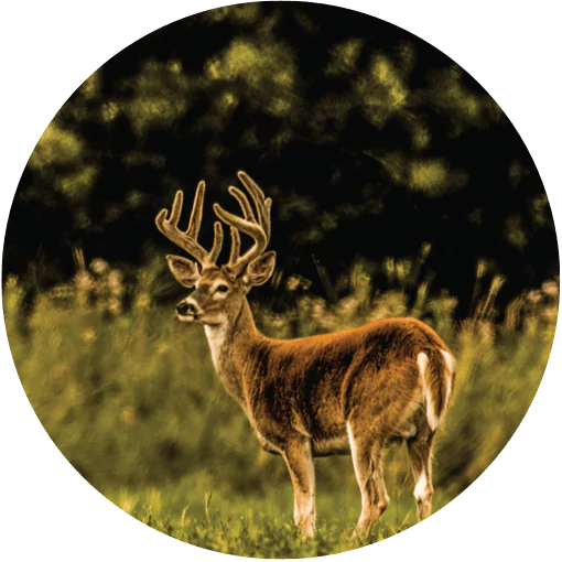 View Whitetail packages